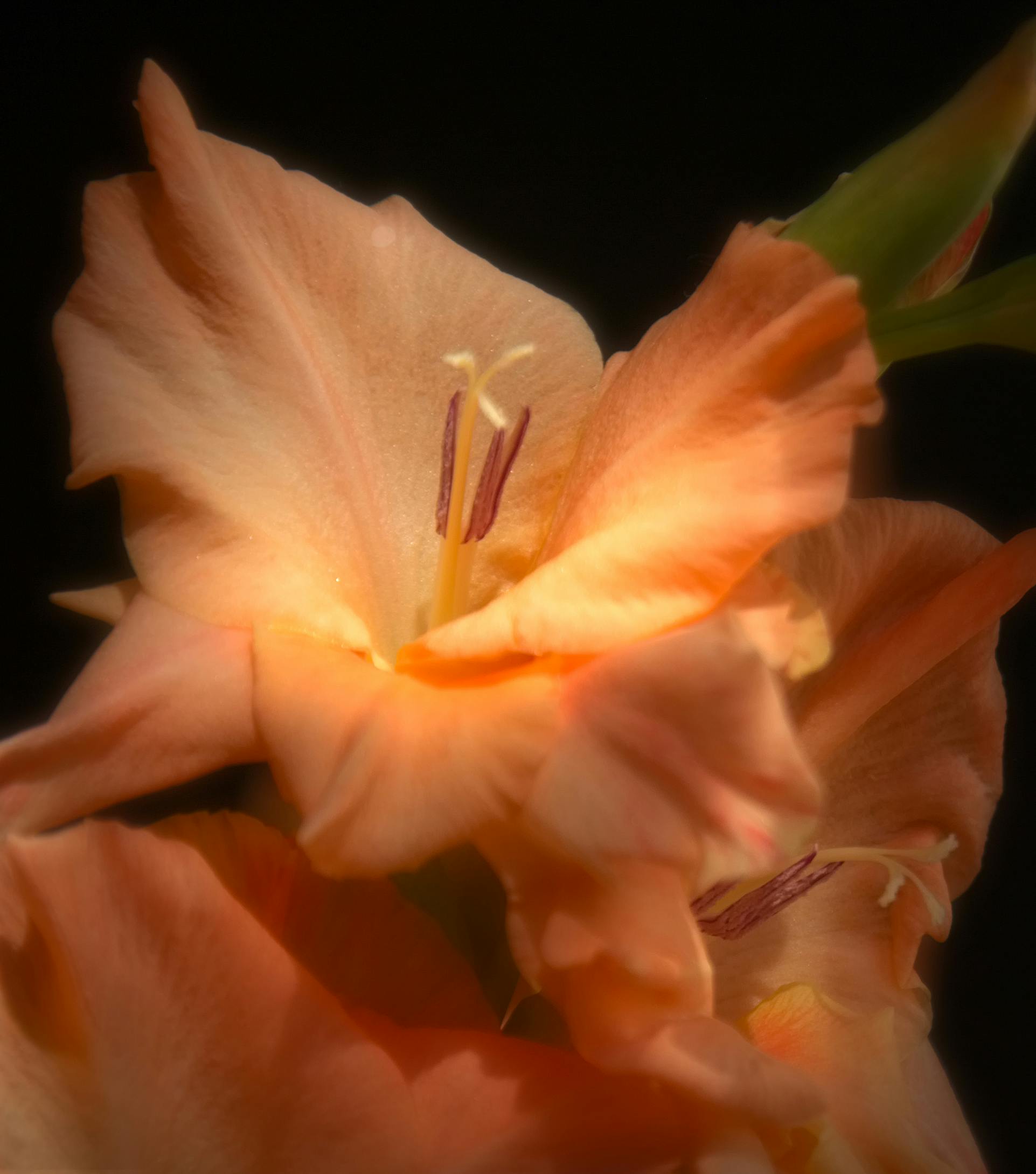 Unduh 300 Wallpaper Bunga Gladiol Gratis Unduh 300 Wallpaper Bunga Gladiol Gratis