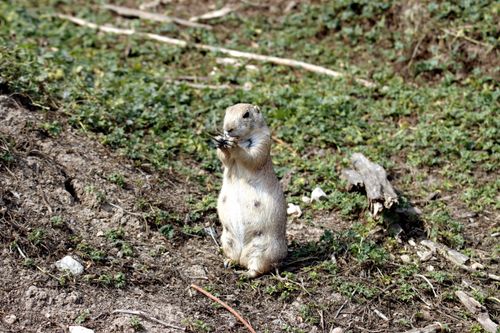 Free Charming prairie dog enjoying a meal in its natural habitat, captured in bright daylight. Stock Photo