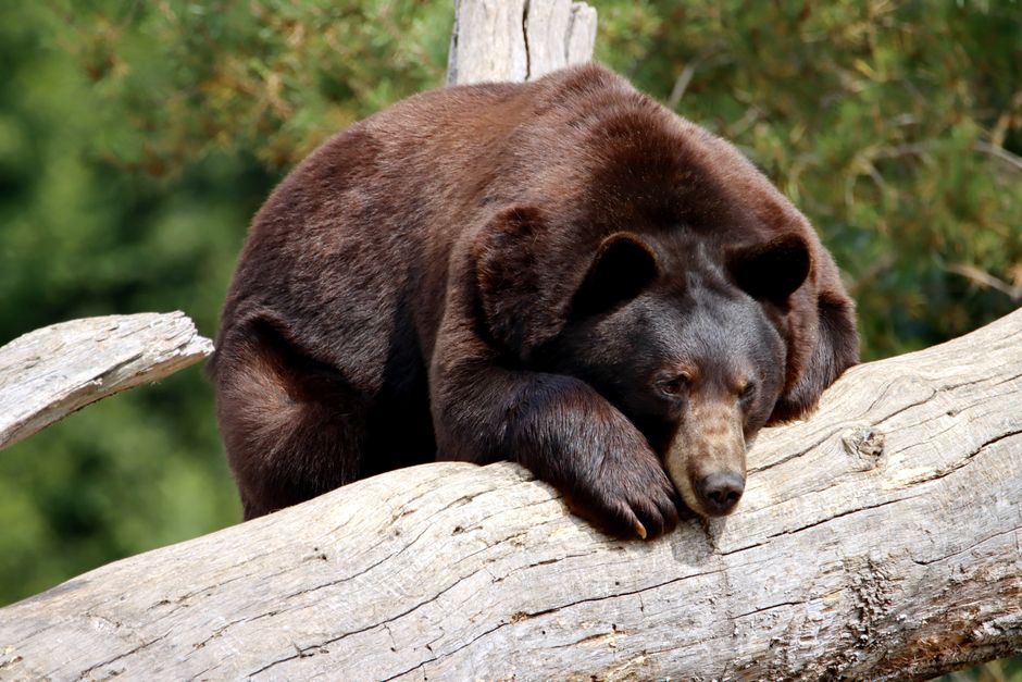 Zoma Sports vs Bear Original: Recovery Features for Athletes Compared A serene grizzly bear resting on a log in a natural habitat. Perfect for wildlife photography enthusiasts.