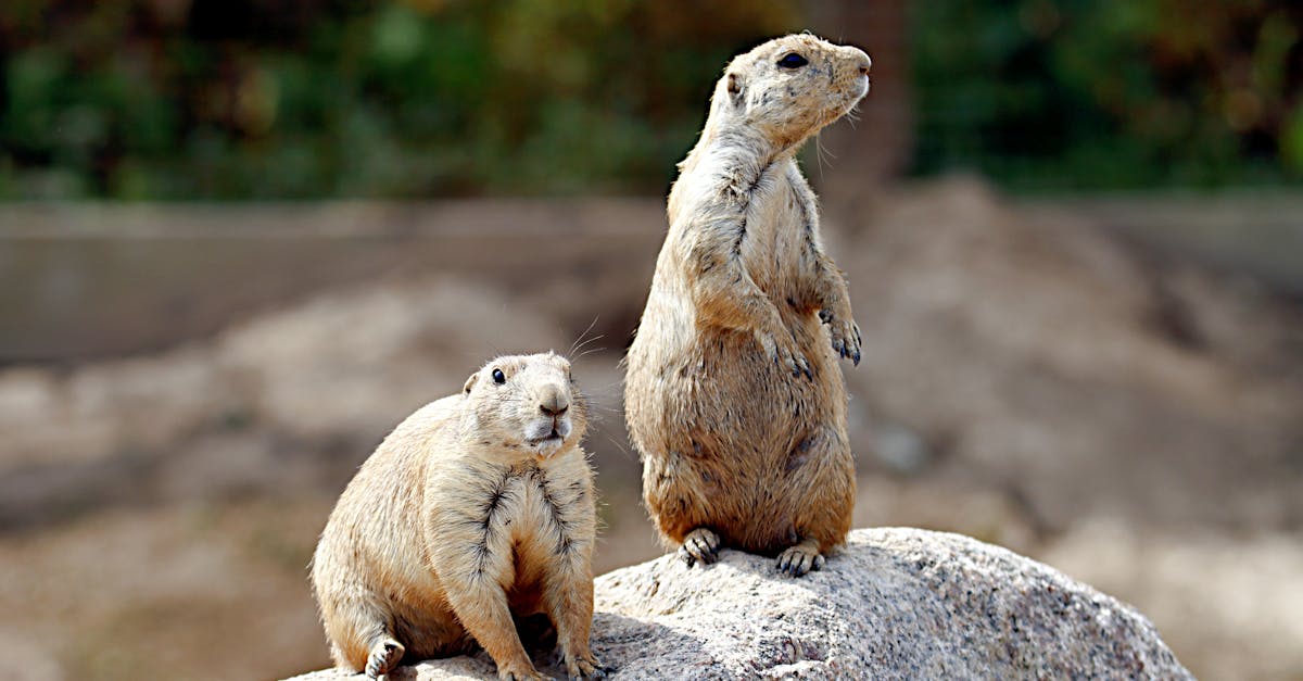 How to get rid of squirrels in my attic