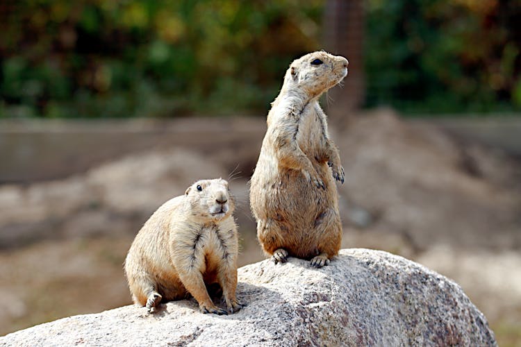 Wet Squirrels On Rock