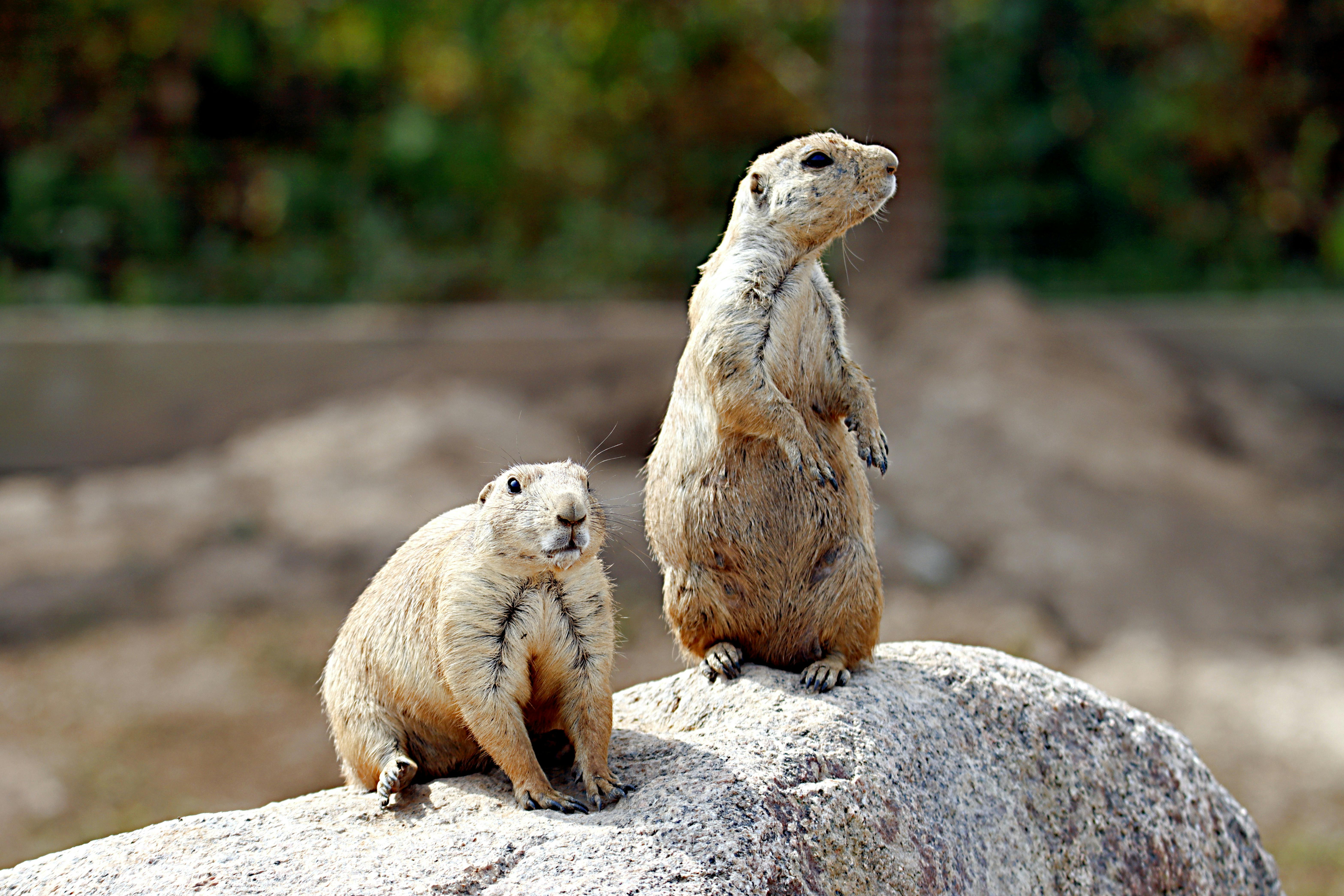 Animais Engraçados Vídeos e Clipes de stock para Baixar Grátis