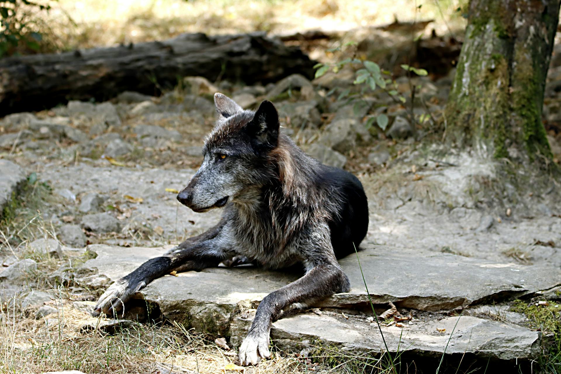 Photo of a Wolfdog