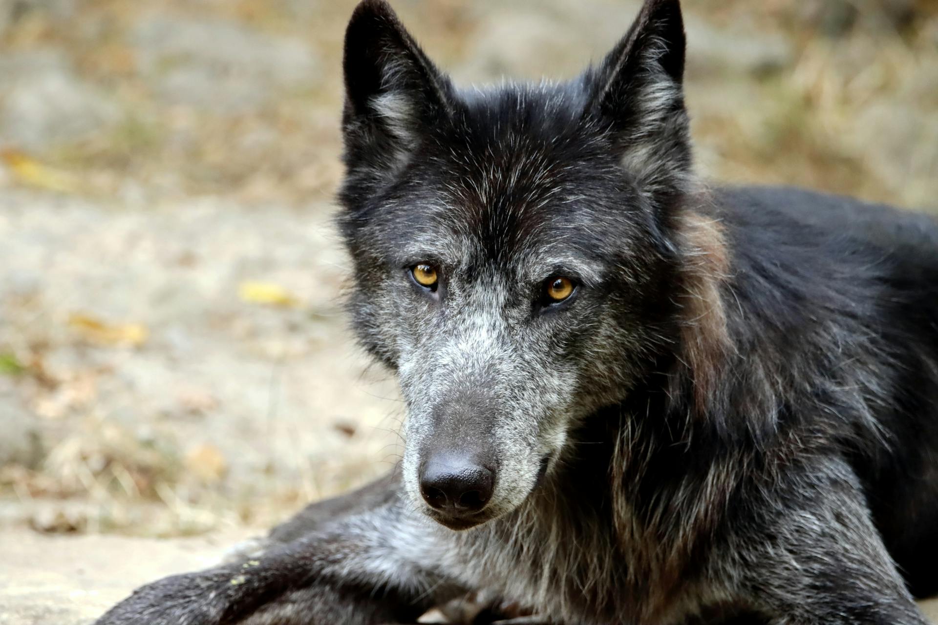 Wolfdog in Close Up Shot