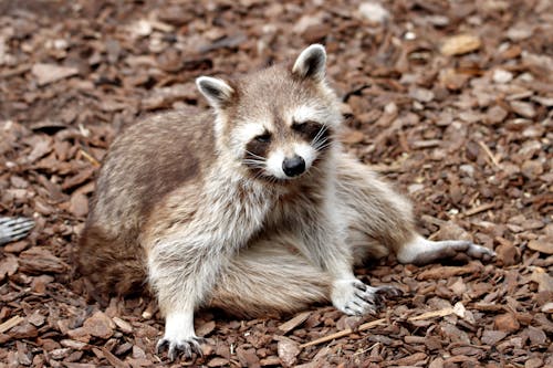 A Racoon Sitting on Brown Rocky Ground