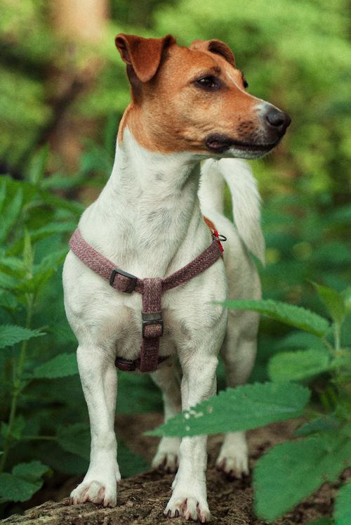 Free A Jack Russell Terrier wearing a harness stands alertly among greenery, showcasing curiosity and energy. Stock Photo