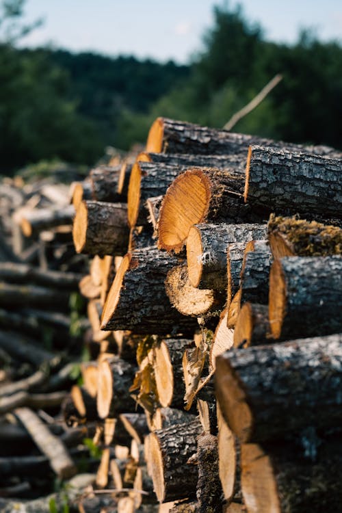 A Pile of Brown Wood Logs on Green Grass Field