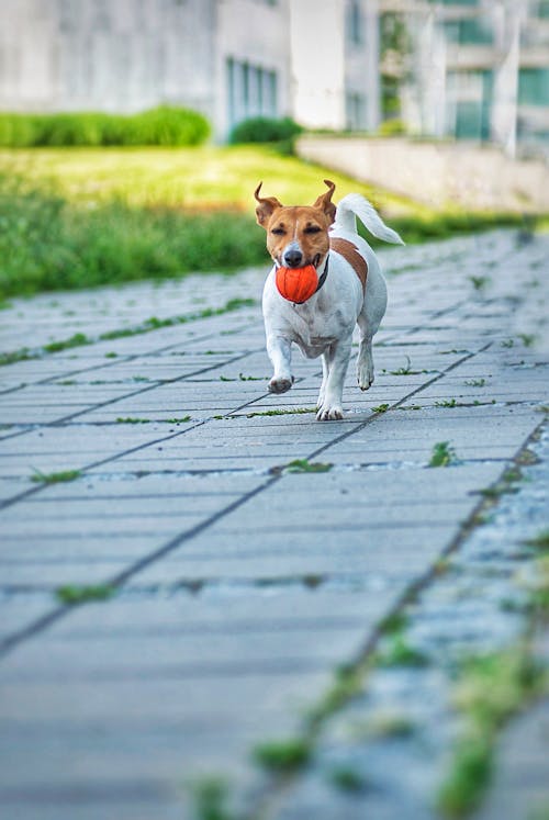 Základová fotografie zdarma na téma běhání, domácí, domácí mazlíček