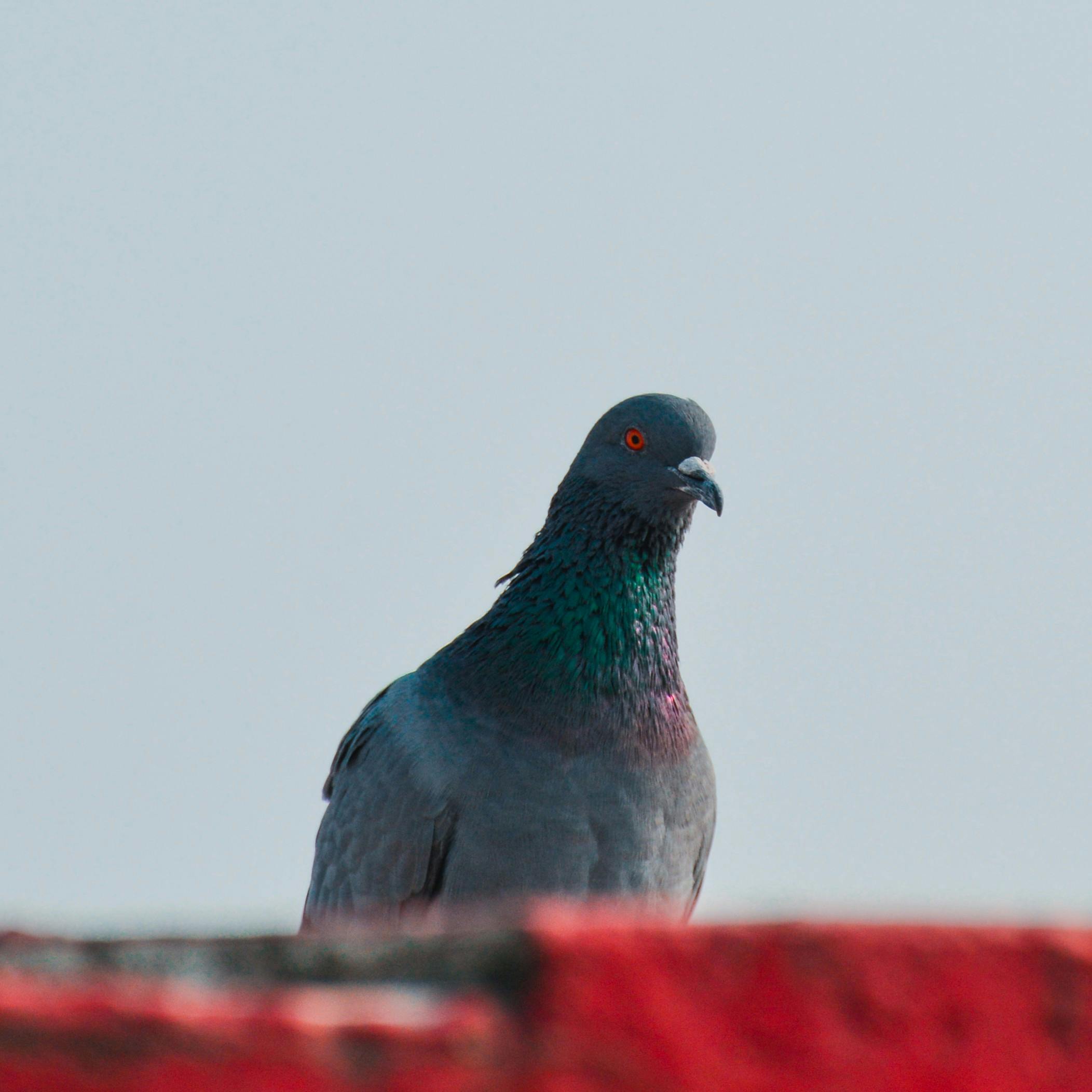 A Close-Up Shot of Pigeons · Free Stock Photo