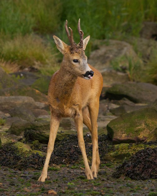 Free Brown Deer on Gray Rock Stock Photo