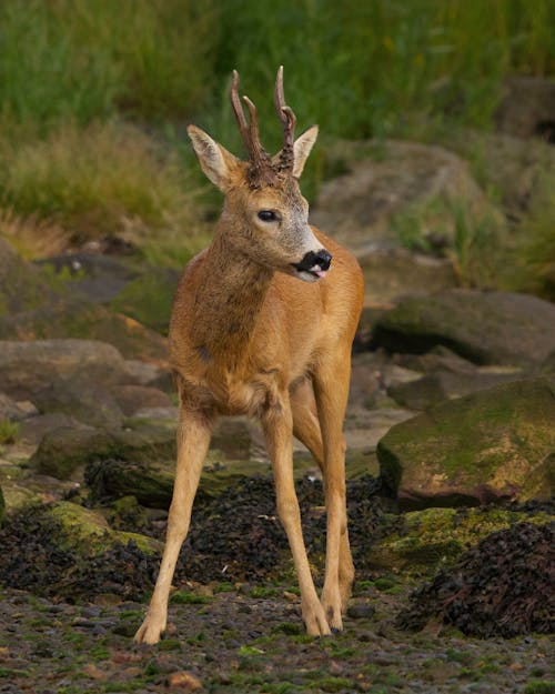 Close Up Photo of a Deer