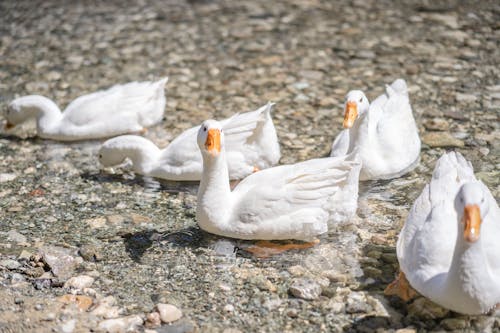 White Geese on Gray Rocky Shore