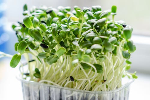 A Close-Up Shot of Garden Cress in a Plastic Container