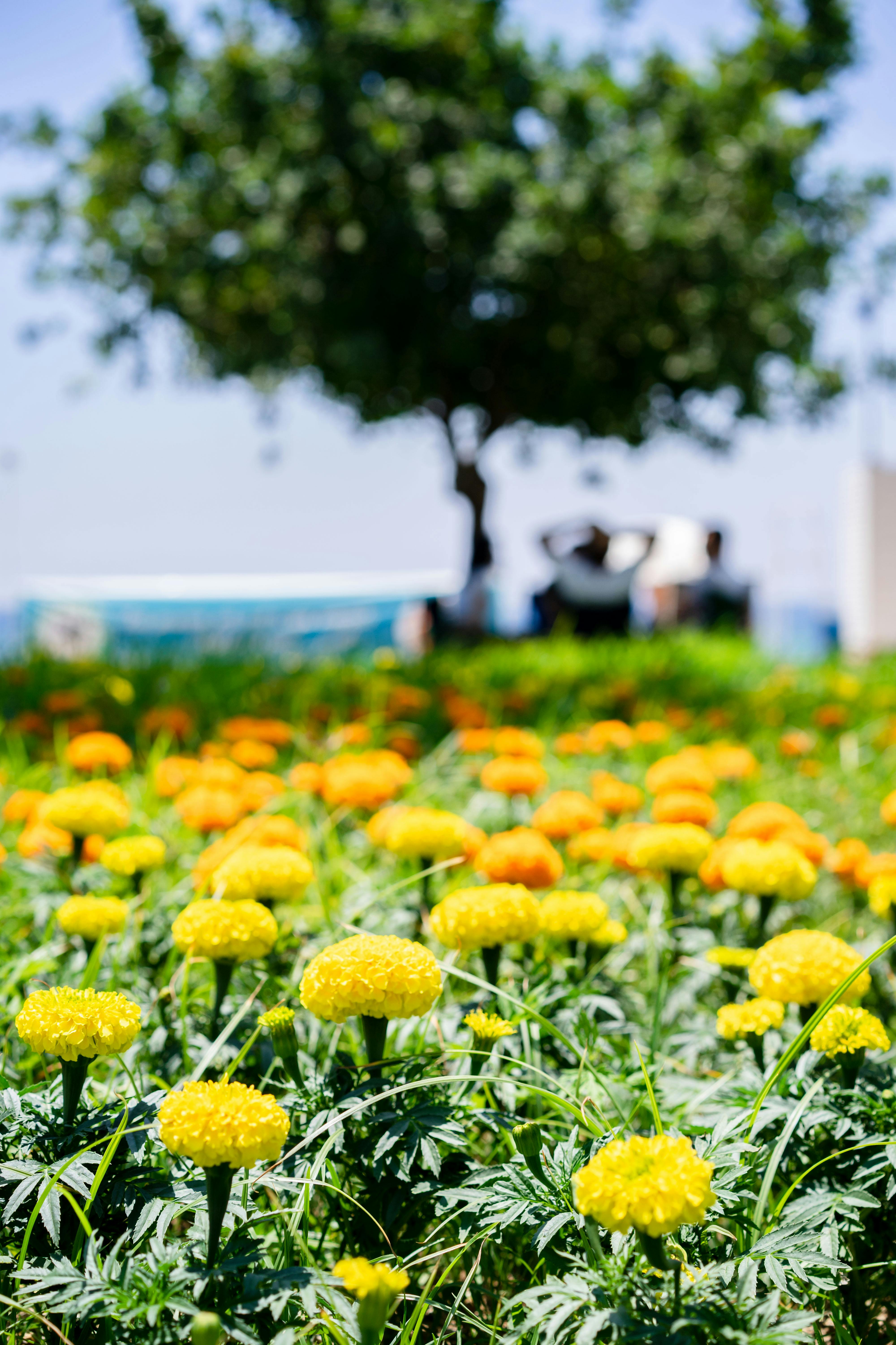 Marigolds planted with vegetables