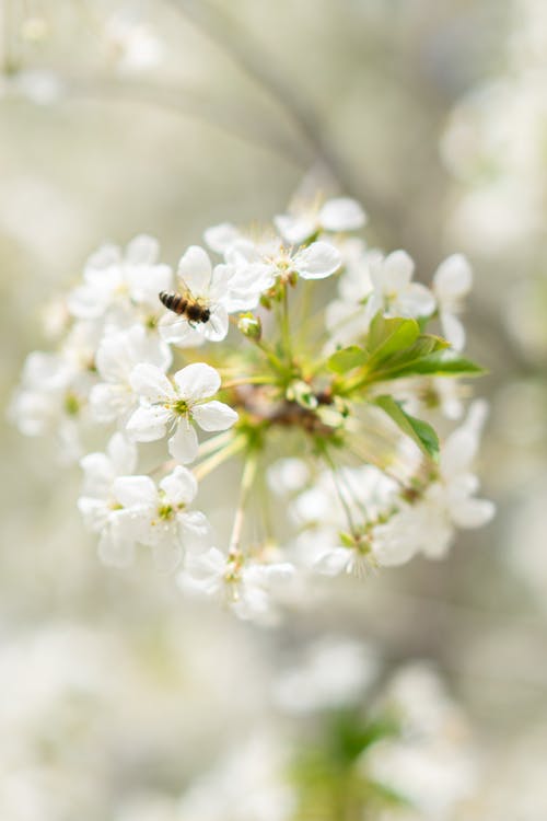 Безкоштовне стокове фото на тему «Бджола, білі квіти, вертикальні постріл» стокове фото