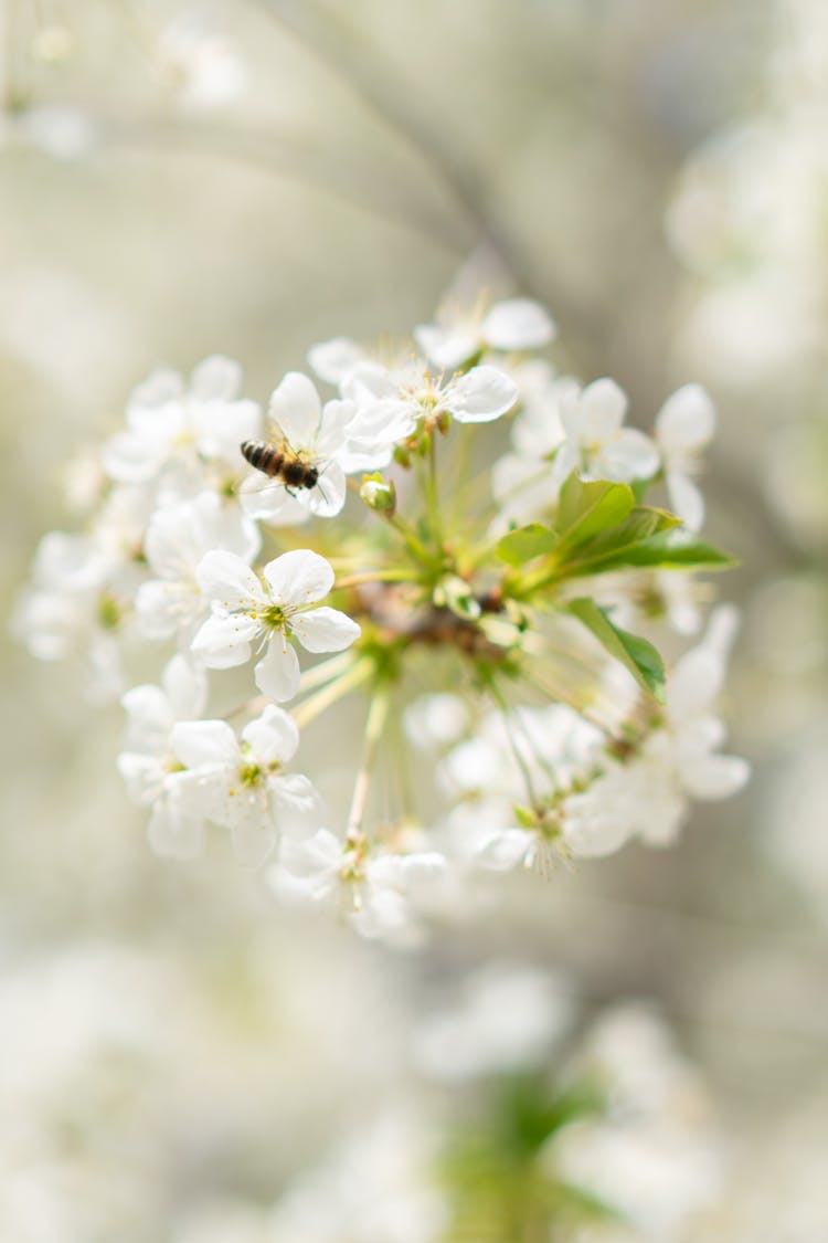 Bee Perched On White Flower