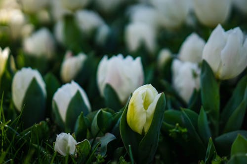 White and Yellow Tulips in Bloom