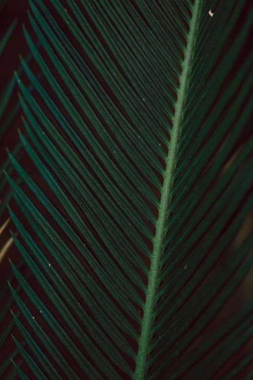 Free Detailed focus on a rich green palm leaf showcasing its elegant structure and natural beauty. Stock Photo