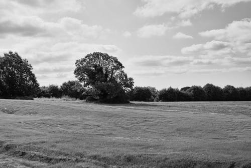 Black and White Photo of Trees Growing on Edge of Agricultural Field