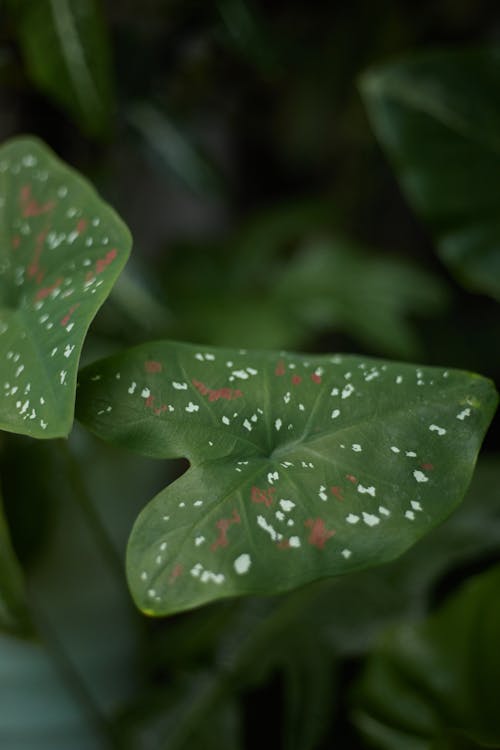 Green Leaves in Close Up Shot