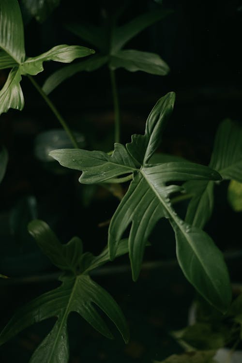 Gratis lagerfoto af Fingerphilodendron, Grøn plante, grønne blade