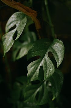 Detailed close-up of green monstera leaves adorned with fresh water droplets, emphasizing their glossy texture.