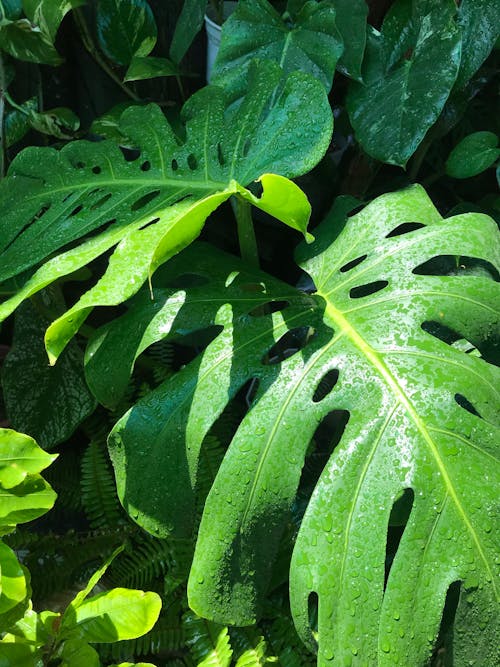 Gratis lagerfoto af Fingerphilodendron, Grøn plante, grønne blade