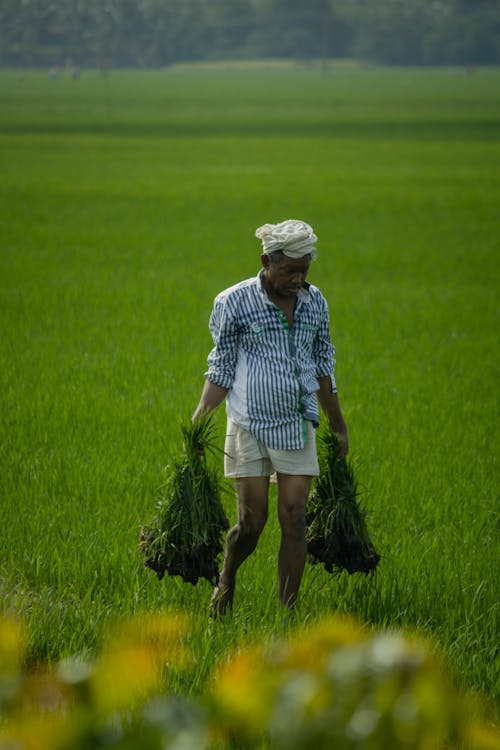 A Man Walking on Rice Paddy