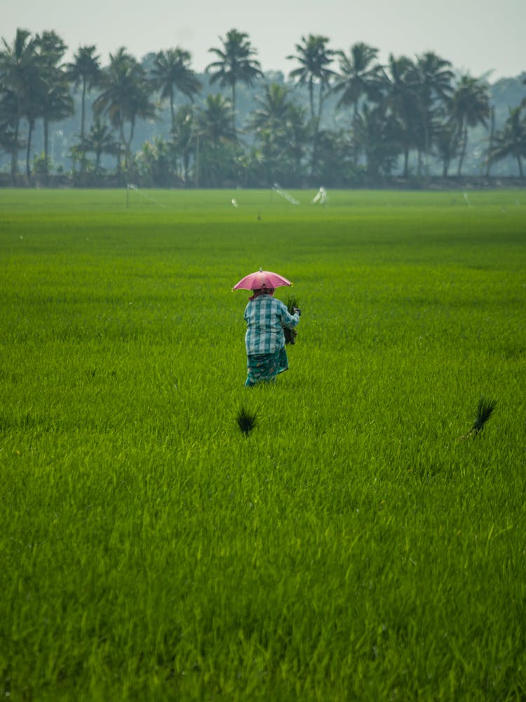 Farmer In The Middle Of A Paddy Field 