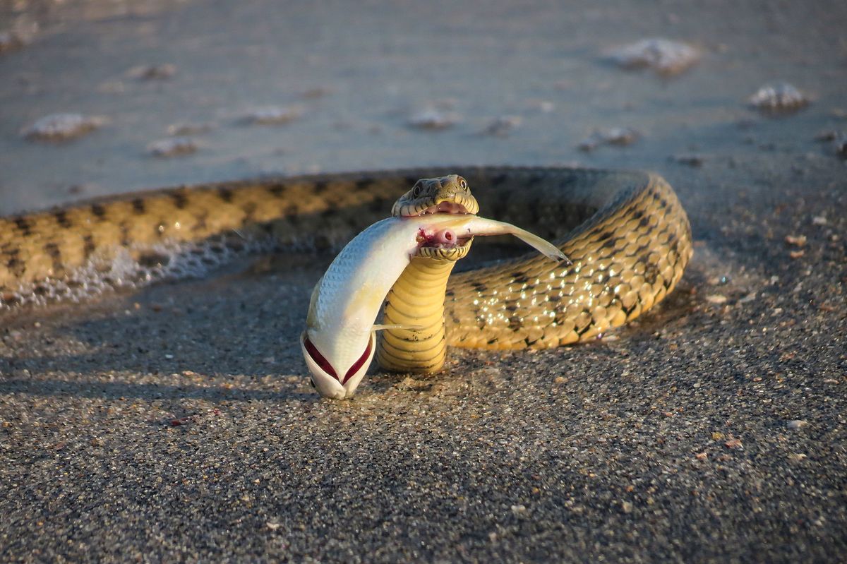 Image showcasing Western Hognose Snake Diet Essentials for Healthy Beginners