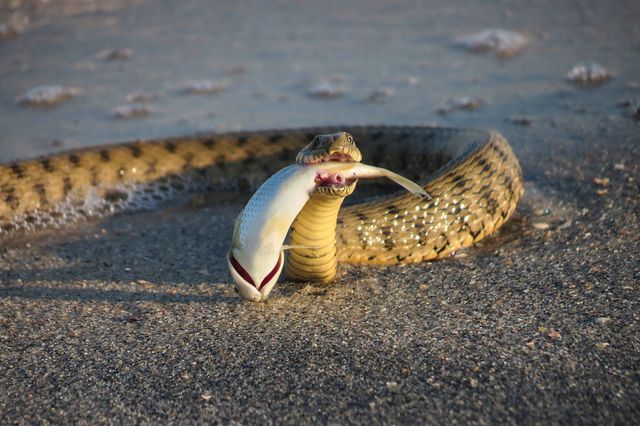 Western Hognose Snake Diet Essentials for Healthy Beginners