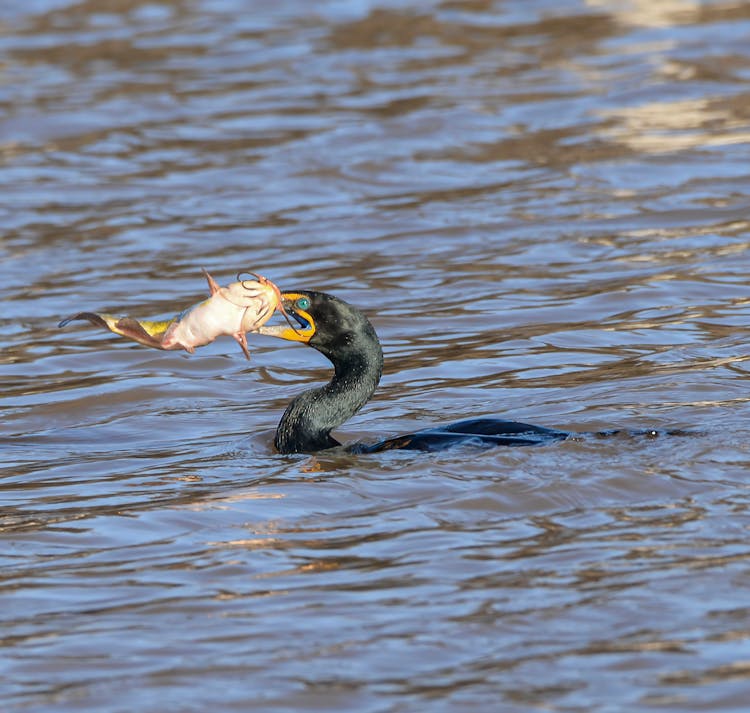 Bird Hunting Fish