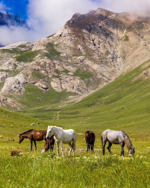 Horses on the Grass Field