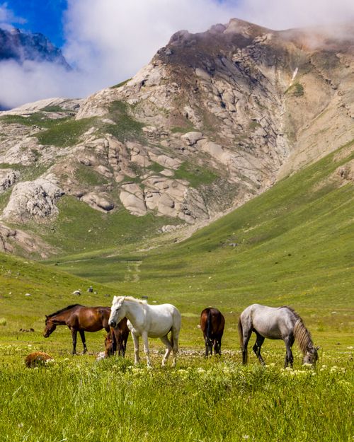 Free A herd of horses grazing in a pristine mountain landscape with lush greenery and majestic peaks. Stock Photo