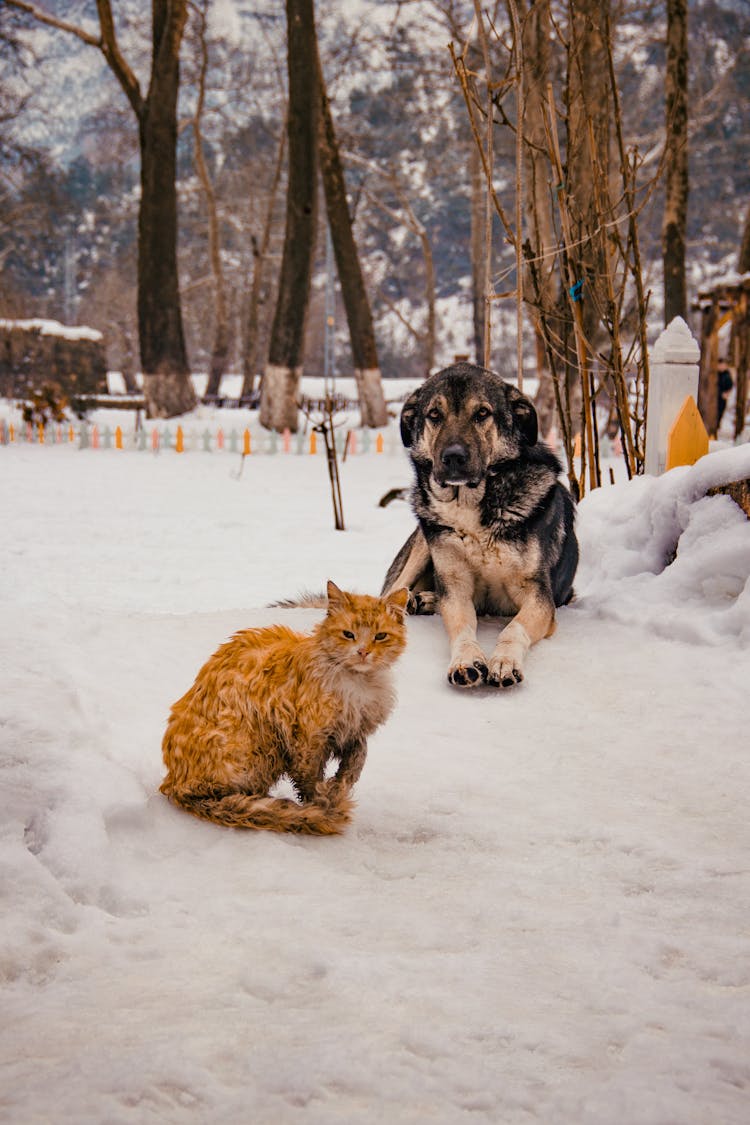 Dog And A Cat Lying On Snow