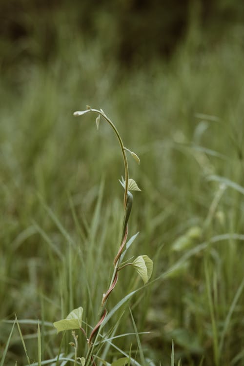 Free Green Grass in Close Up Photography Stock Photo