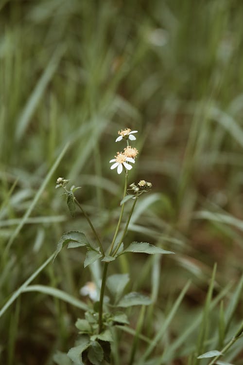 White Flower in Tilt Shift Lens