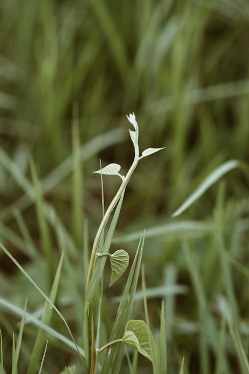 Green Plant in Close Up Shot