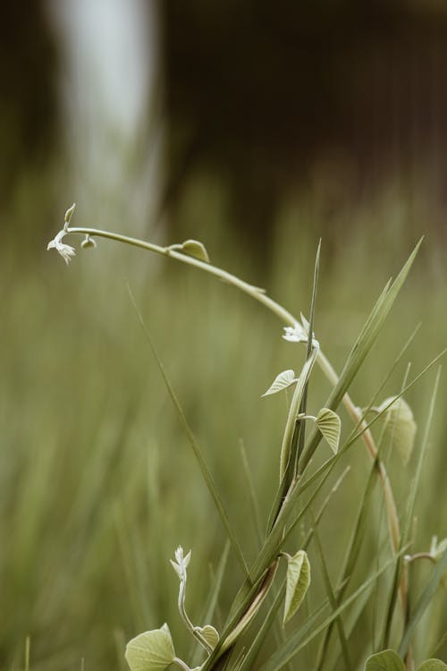 Green Stem with Green Leaves