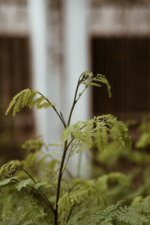 Green Plant in Tilt Shift Lens