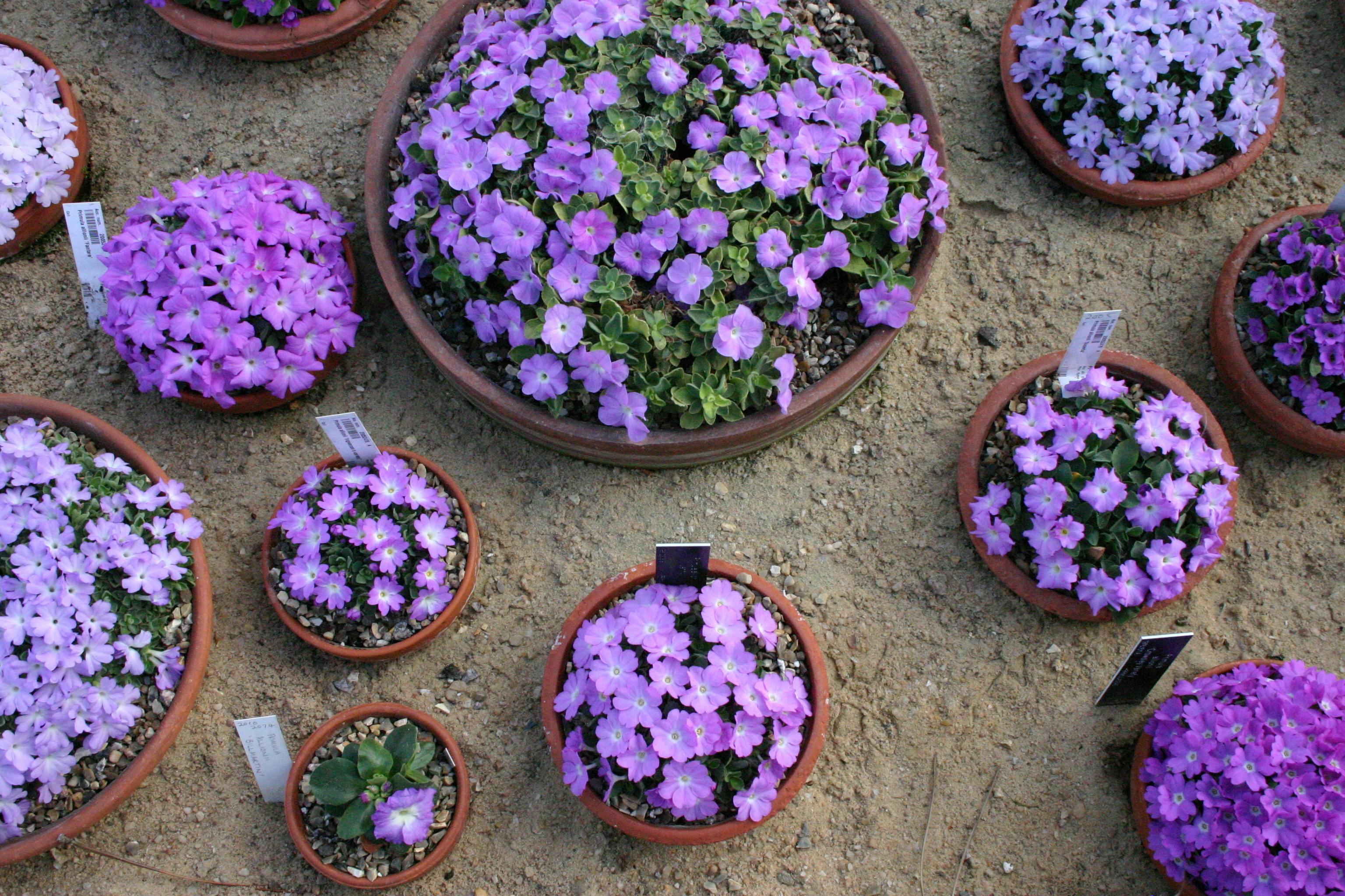 Kostenloses Foto zum Thema: kerze, licht, rot