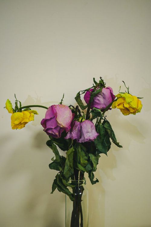 Free stock photo of 4k wallpaper, angel s breath flowers, flowers Stock Photo