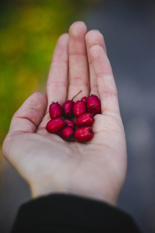 Persona In Possesso Di Frutti Rossi