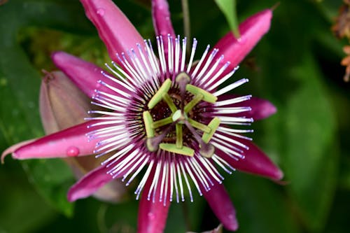 Gratis lagerfoto af passion frugt blomst