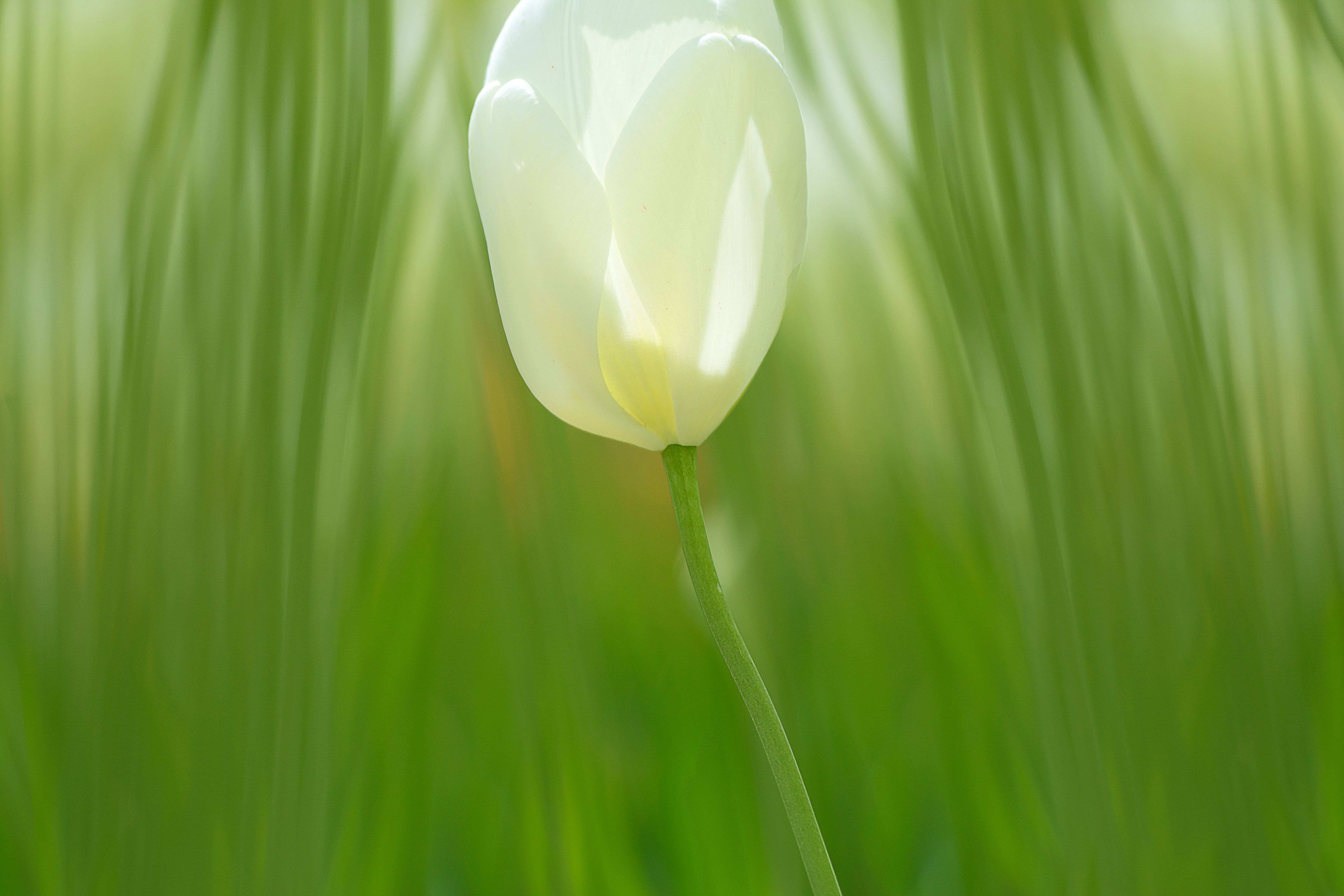 A Close-Up Shot of a White Tulip · Free Stock Photo