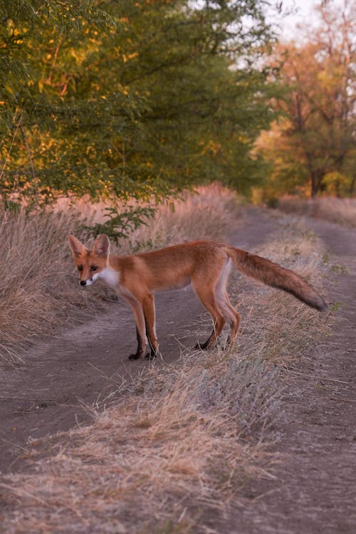 A Red Fox on an Unpaved Road