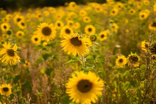 A Close-Up Shot of a Sunflower Field