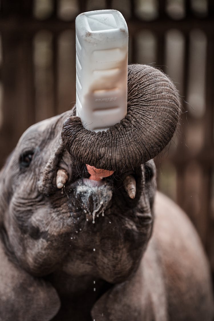 Elephant Drinking From A Bottle