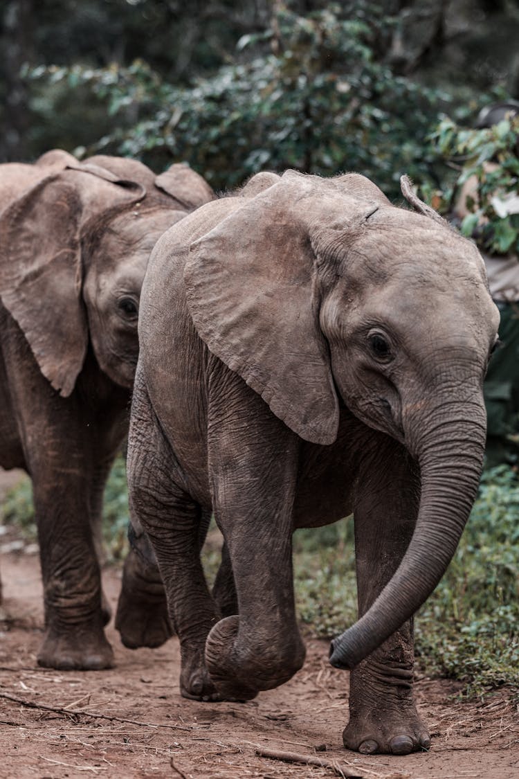 A Close-Up Shot Of Elephants Walking