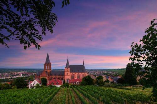 Michaeliskapelle in Oppenheim mit Weinreben